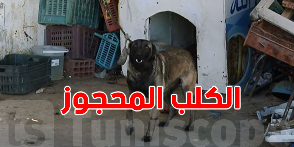 هذا هو مصير الكلب متع مستودع المنستير؟