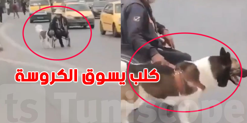قصة مؤثرة: كيفاش كلب بدّل حياة راجل على كرسي متحرك