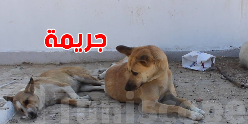 قنص الكلاب السائبة؟ النائب شكري البحري يقولها: جريمة!