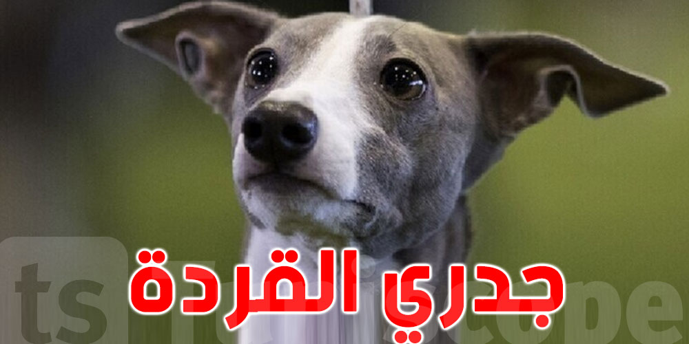 اكتشاف أول حالة انتقلت فيها عدوى جدري القردة من إنسان إلى كلب!