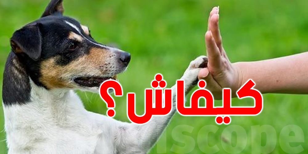 كيفاش تختار كلبك؟