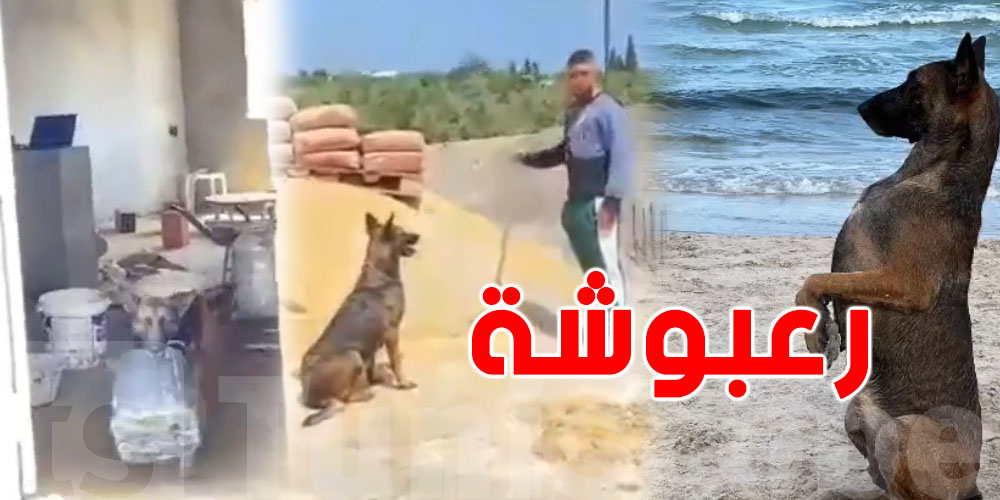 ''رعبوشة'' تهزّ السوشيال ميديا: كلبة تبني وتخدم مع صاحبها!