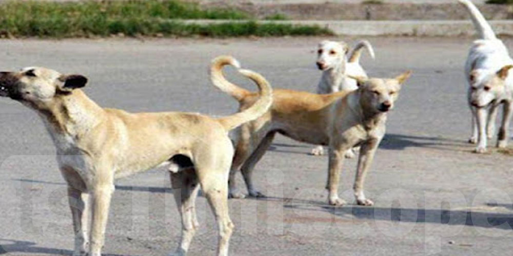 مدير الصحة بالقصرين: قتل كل الكلاب السائبة ببولعابة بعد ثبوت إصابة ذئب هاجم شيخا بالكلب