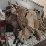 La Société Protectrice des Animaux condamne la cruauté avec laquelle les chiens sont tués