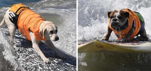 En photos : Les chiens aussi savent faire du surf....