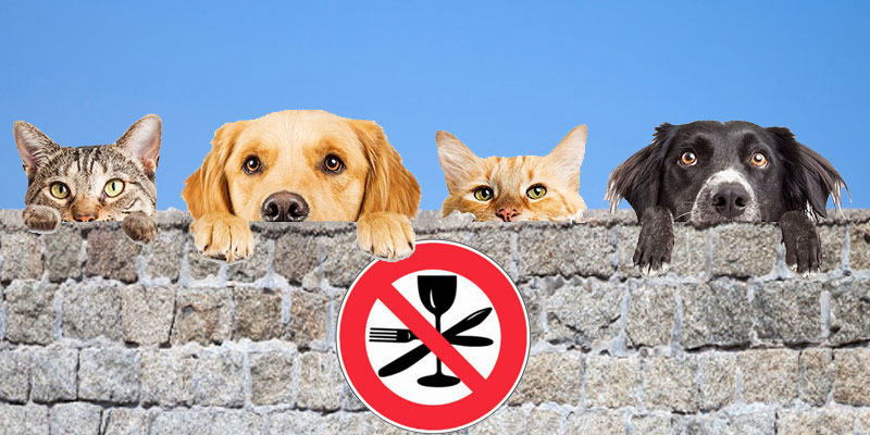 Il est désormais interdit de manger les chiens et les chats en Chine