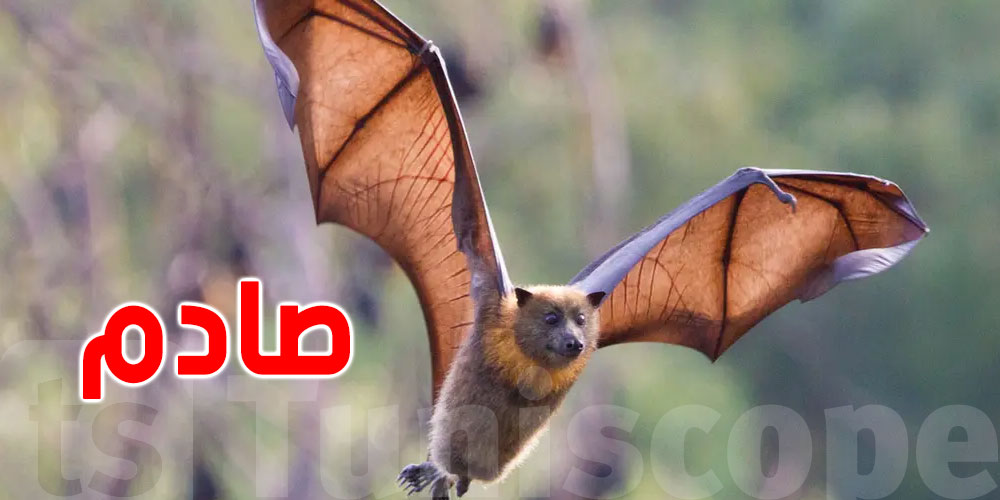 خبر صادم من الصين..''كورونا'' جديدة في الخفافيش قد تصيب البشر !