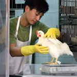 Chine: Un sixième mort contaminé par le virus H7N9, abattage de volailles et marchés fermés