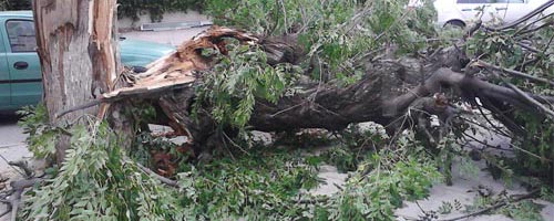chute-arbre-25052013-1.jpg