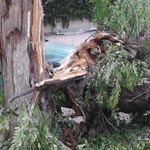 Chute d’un arbre devant une école primaire, un élève blessé et le père accuse le corps enseignant