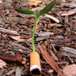 Des mégots de cigarettes qui font pousser une plante pour sauver l’environnement 