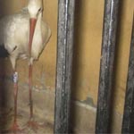 Egypte: la police arrête une cigogne... qu'elle prenait pour une espionne !