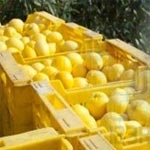 Saisie de 5.5 tonnes de citron destinées à la contrebande