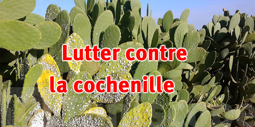 Des coccinelles mexicaines au secours des figues de Barbarie tunisiennes