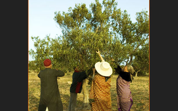 La cueillette des olives estimée à 70.000 tonnes à Médenine, un record par rapport à 2014-2015