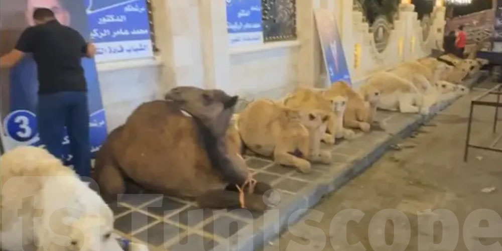 يحدث في دولة عربية : مرشح للانتخابات يذبح 38 جملاً