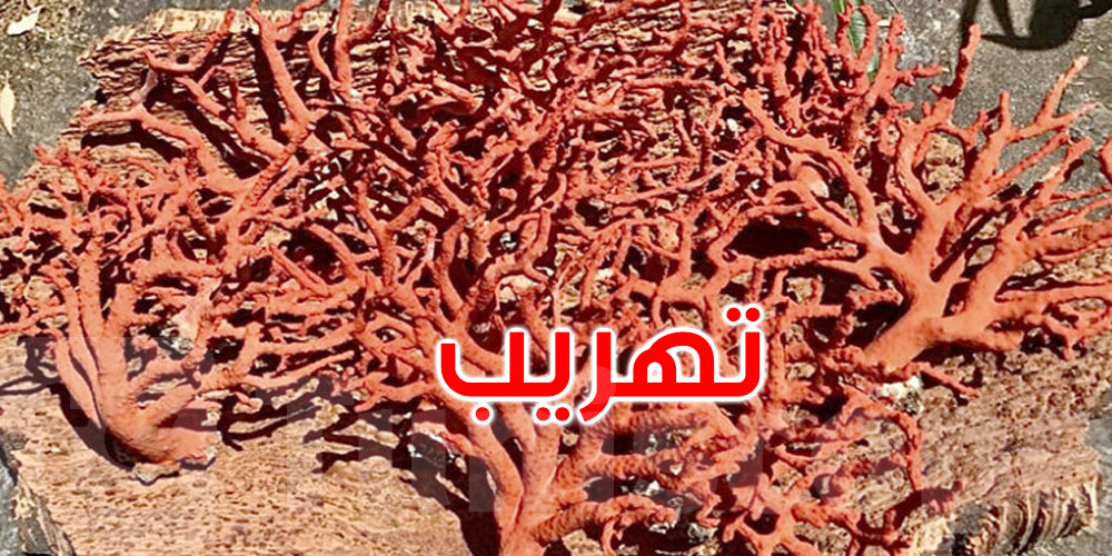 طبرقة: حجز 25.6 كغ من المرجان الملكي