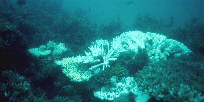 موجات الحر تنذر ب ''كارثة '' للشعاب المرجانية