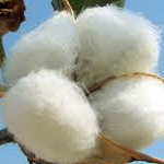 Syrie : les fabricants de vêtements commencent à se méfier du coton ‘made in Daech’