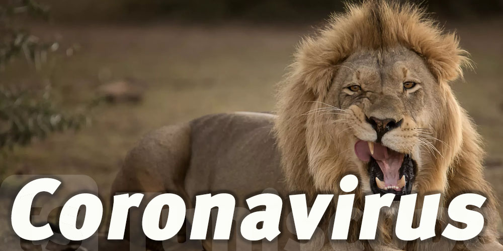Quatre lions testés positifs au Coronavirus