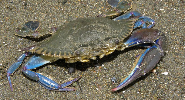 Invasion d’une nouvelle espèce de crabe sur les côtes de Gabès