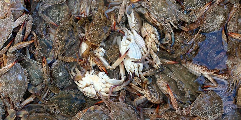 En Photos : A Gabes, une variété de crabe nommée Daech sème la panique avant de se révéler ressource précieuse. 
