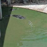 Une femme de 65 ans se suicide dans un bassin de crocodiles en Thaïlande