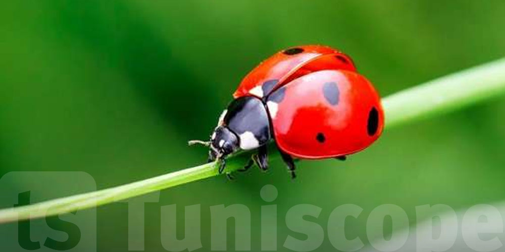 Ne la touchez pas ! La vérité cachée sur la coccinelle