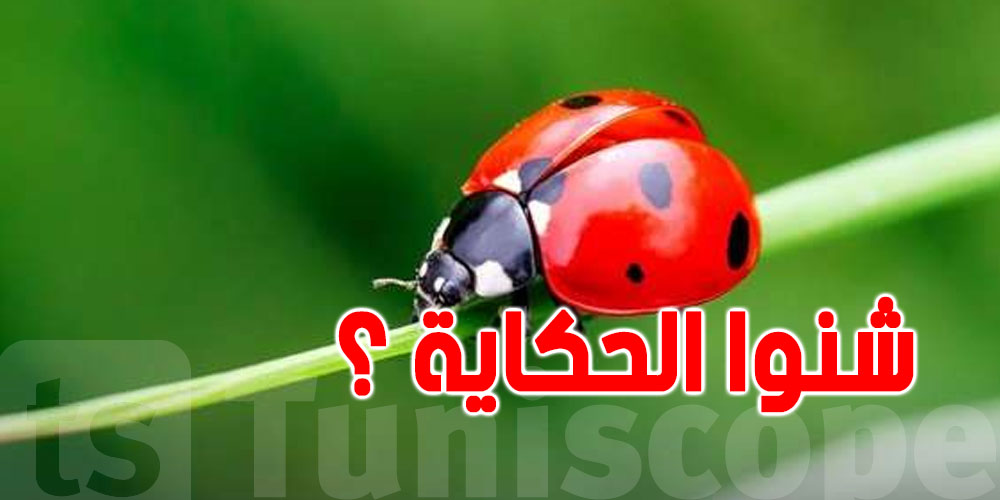 شوف علاش ما لازمكش تلمس الدعسوقة!