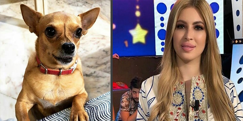 Chanou, la chienne de Mariem Dabbegh, suivie par plus de 11 mille abonnés sur Instagram 