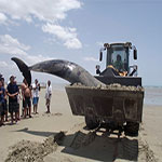 Un dauphin échoué sur la plage de Yasmine Hammamet