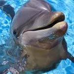 Le massacre des dauphins se poursuit au Japon