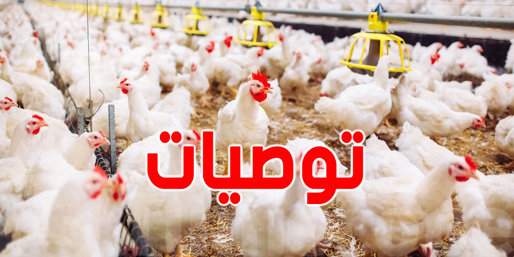 برشا سخانة… تحذير لمربي الدواجن
