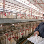 صفاقس : عدد من المداجن مهددة بالغلق من أجل وفرة في إنتاج البيض 