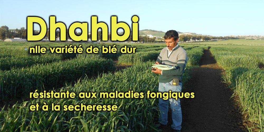 Un chercheur tunisien développe une nouvelle variété de blé dur