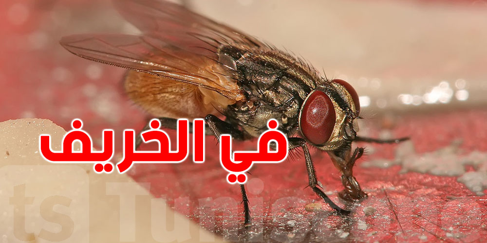 الخريف والذبابة: أسباب ما تخطرش على بالك