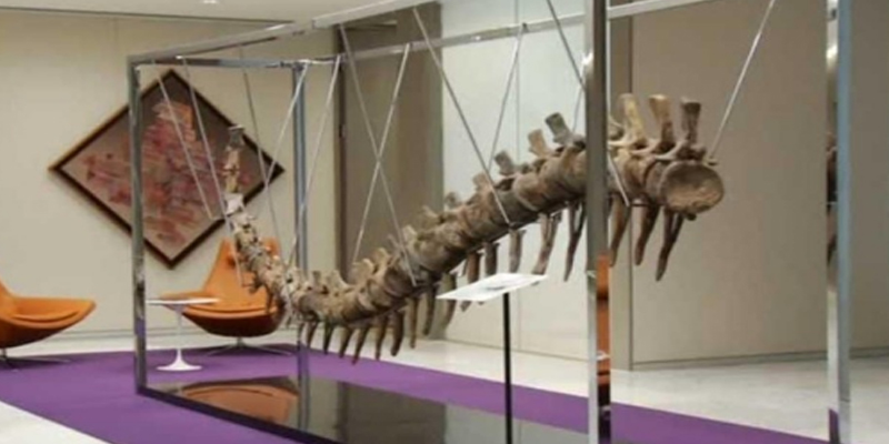 بيع ذيل ديناصور من المغرب لإنقاذ التعليم في المكسيك