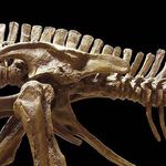 Découverte d’ossements d’un dinosaure de 15 mètres de long à Tataouine