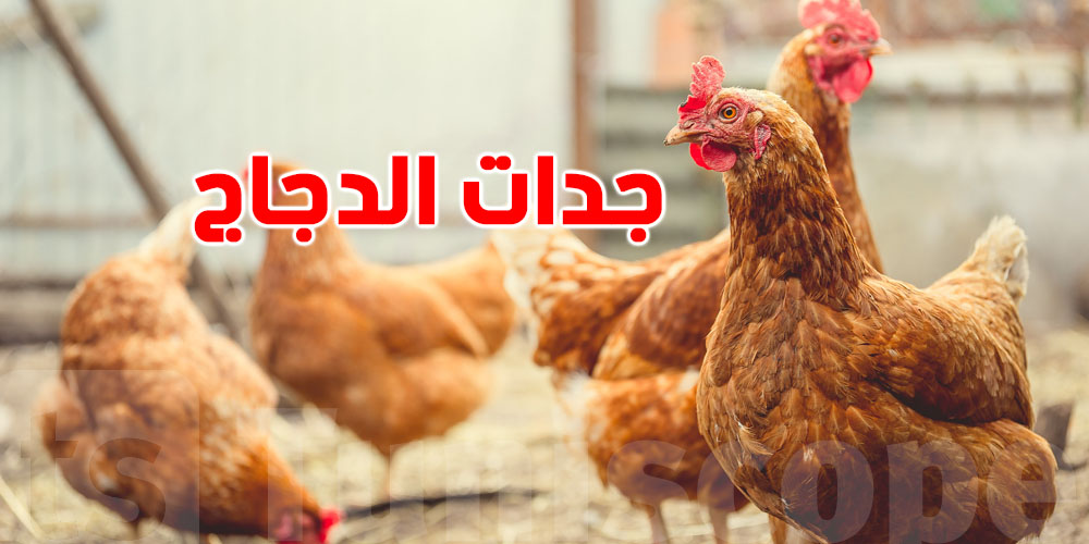 عاجل: ''جدات الدجاج '' في تونس ..شنيا الحكاية ؟