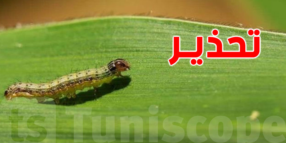 تحذير من انتشار آفة دودة الحشد الخريفية