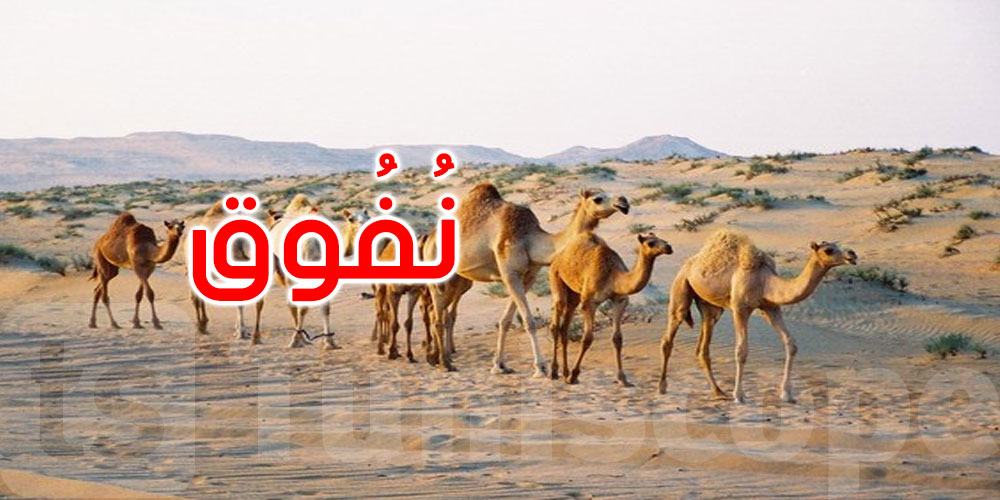 دوز: نفوق عدد من رؤوس الإبل يثير مخاوف المربين من تفشي الأمراض