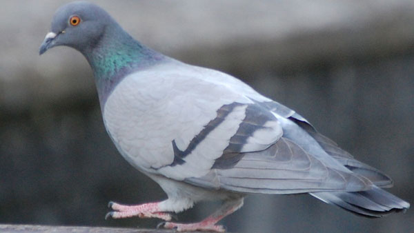 بالصور: ''يا حمامة طارت''... طريقة جديدة لتهريب المخدرات