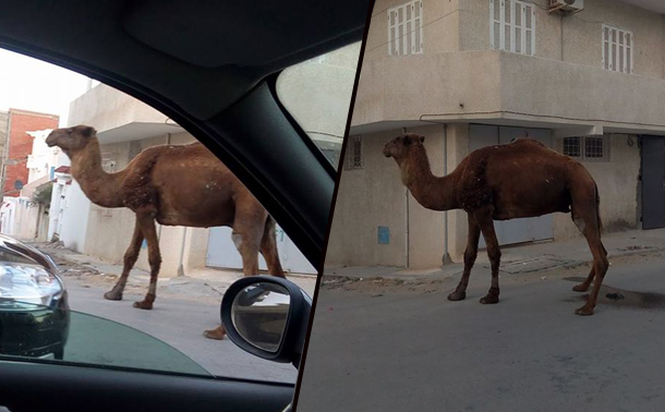 En photos : Un dromadaire en balade dans les rues de Bizerte 