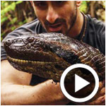 En vidéo : Avalé vivant par un anaconda, pour la télévision