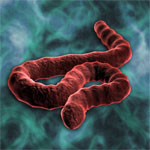  Ebola: un premier cas diagnostiqué aux USA