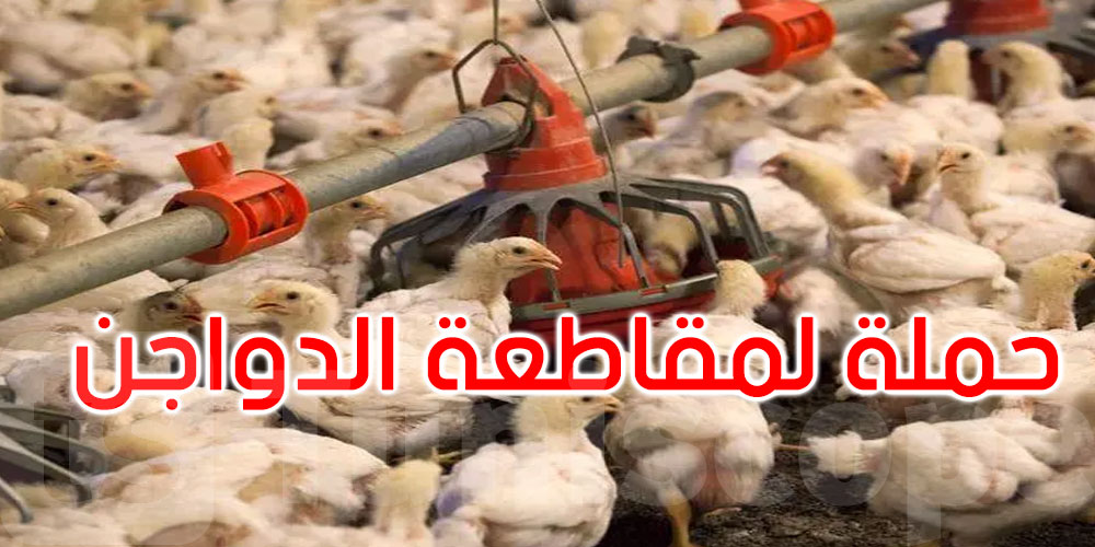 ''خليه يقاقي''...حملة مقاطعة الدواجن تجتاح المغرب