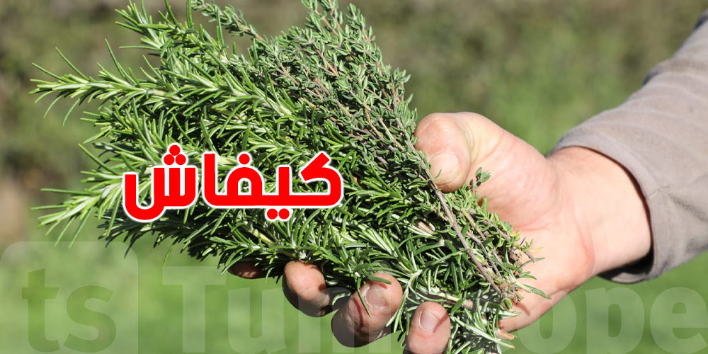 شوف سر إكليل الجبل اللي ما يعرفوش برشا