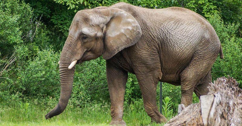 لماذا لا يصاب الفيل بالسرطان؟ العلم يحل اللغز