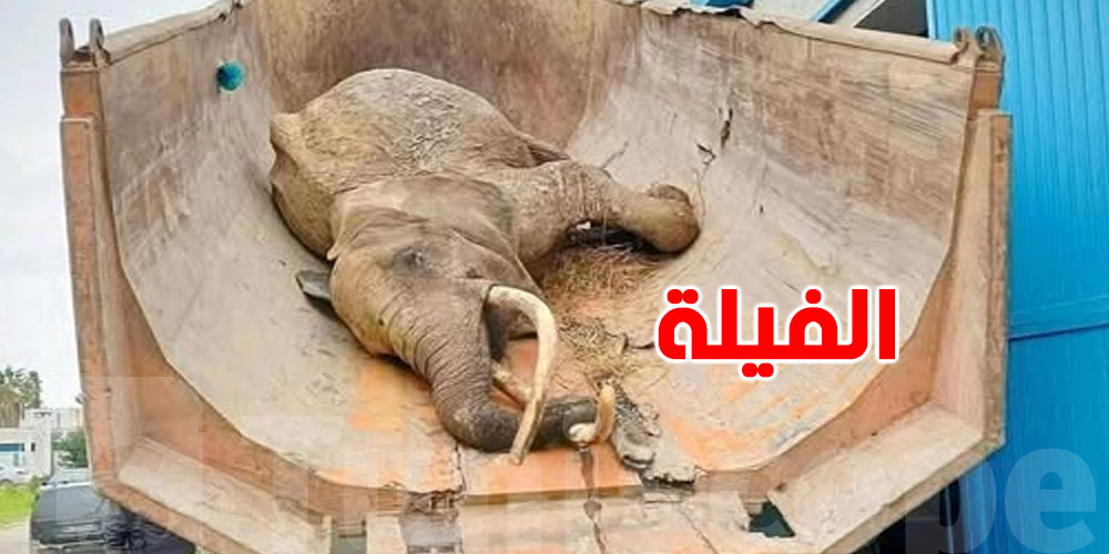 ''صدمة ما تتنساش''.. صاحب فيلة البلفيدير يكشف تفاصيل مؤلمة