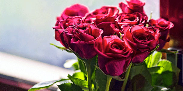 Grand producteur de roses, la Tunisie en exporte jusqu’en Europe à hauteur de 60% 